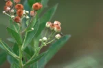 Pluchea laxiflora (4)